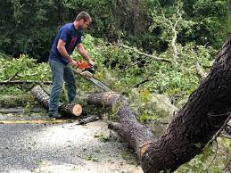 Why Choose Our Tree Removal Services in Wade, MS?